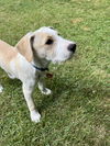 Bailey Kibble *LOCAL*