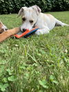 Bailey Kibble *LOCAL*