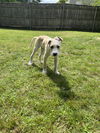 Bailey Kibble *LOCAL*