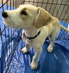Bailey Kibble *LOCAL*