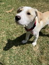 Bailey Kibble *LOCAL*