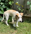 Bailey Kibble *LOCAL*