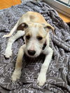 Bailey Kibble *LOCAL*