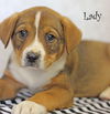 Lady Bridgerton *LOCAL*