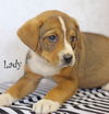 Lady Bridgerton *LOCAL*