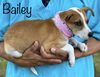Bailey Lambchop *LOCAL*