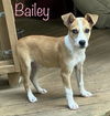 Bailey Lambchop *LOCAL*