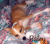 Bailey Lambchop *LOCAL*