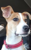 Bailey Lambchop *LOCAL*