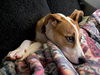 Bailey Lambchop *LOCAL*