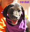 Orchid Floral *LOCAL* MEET ME!