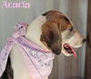 Acacia Floral *LOCAL* MEET ME!