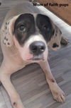 Bijou Faith *LOCAL*