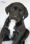 Bijou Faith *LOCAL*