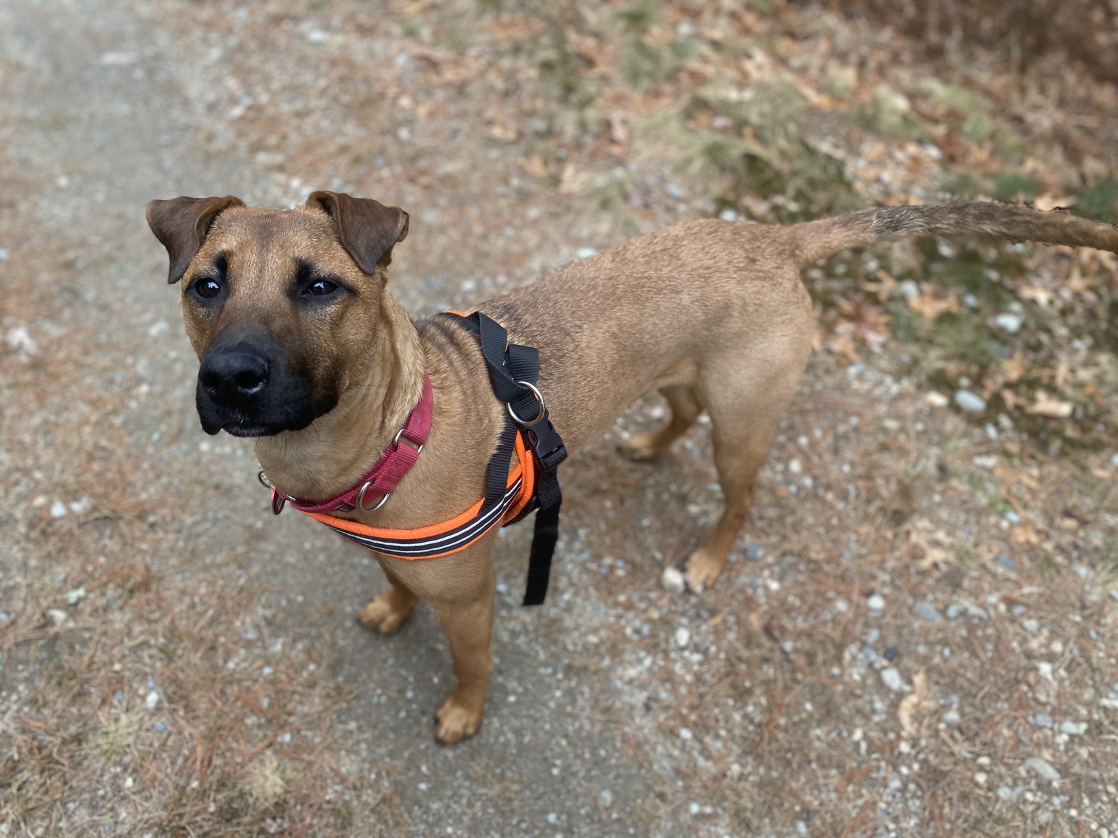 Dog for Adoption - Scooby *LOCAL*, a Terrier in South Woodstock, CT ...