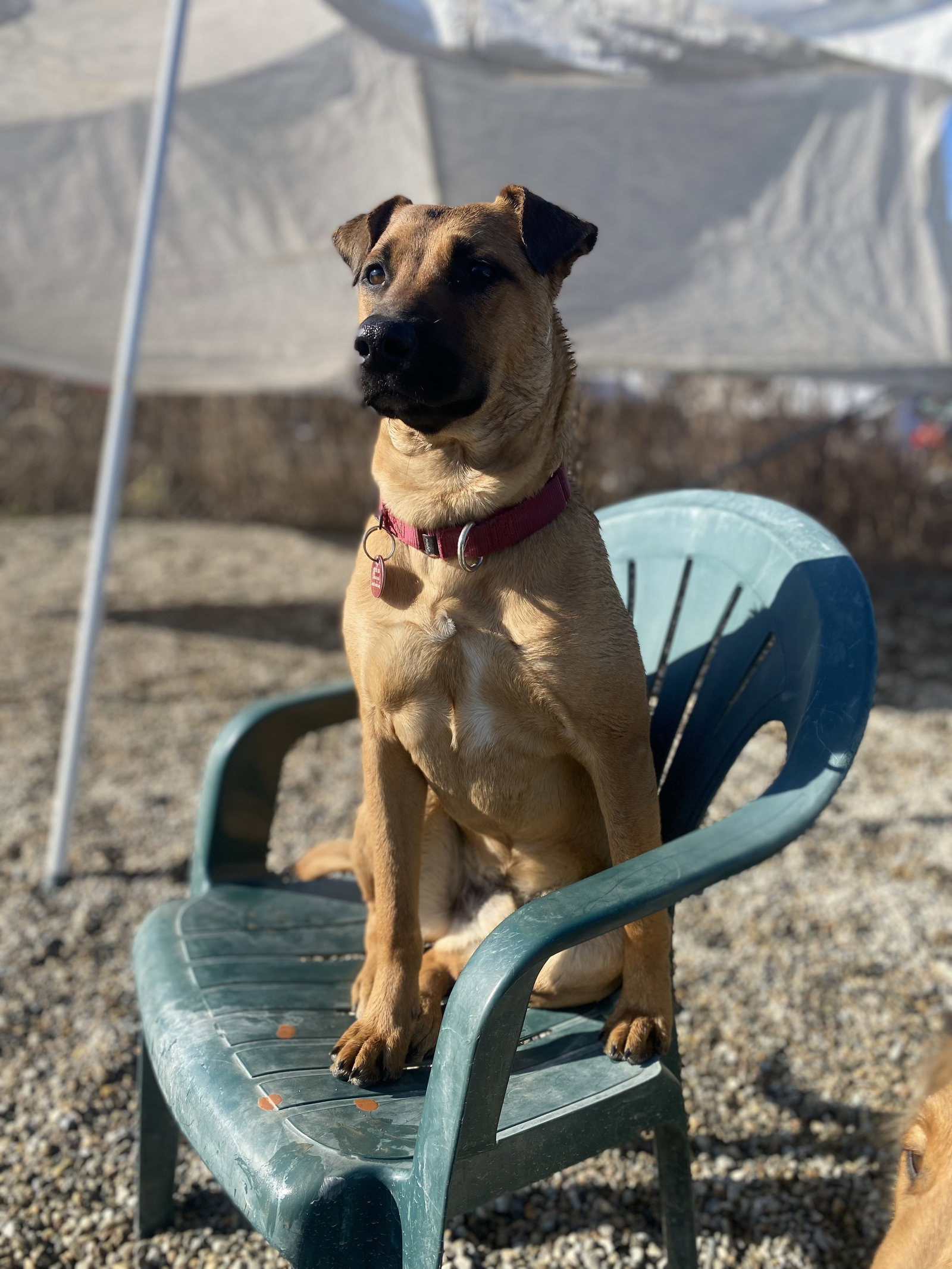 Dog for Adoption - Scooby *LOCAL*, a Terrier in South Woodstock, CT ...