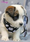 Purdy Dalmatian *LOCAL*