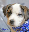 Pepper Dalmatian *LOCAL*