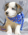 Pepper Dalmatian *LOCAL*