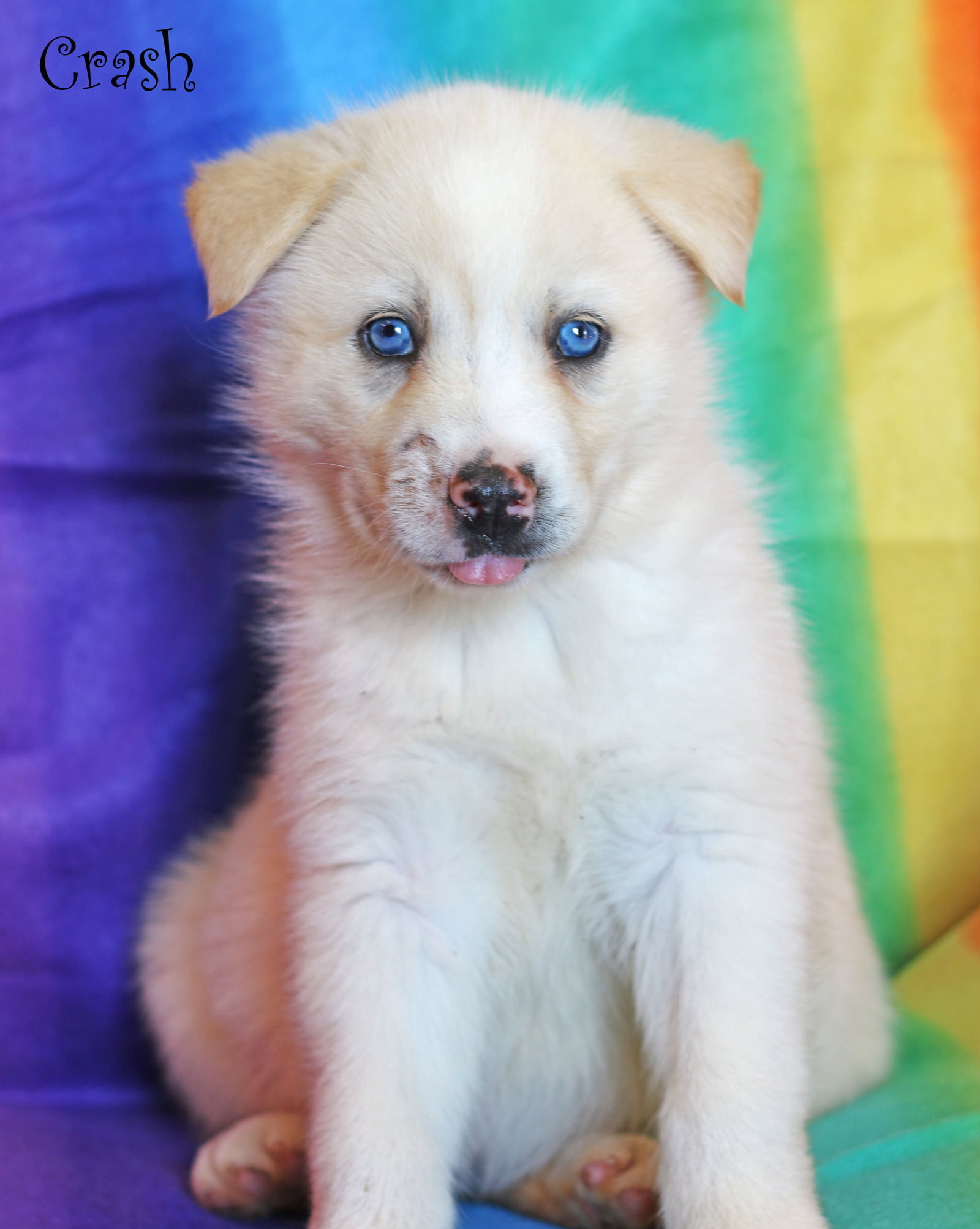 Dog for Adoption Crash Diet, a Husky in Raynham Center, MA Alpha Paw