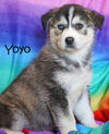 Yoyo Diet *LOCAL*
