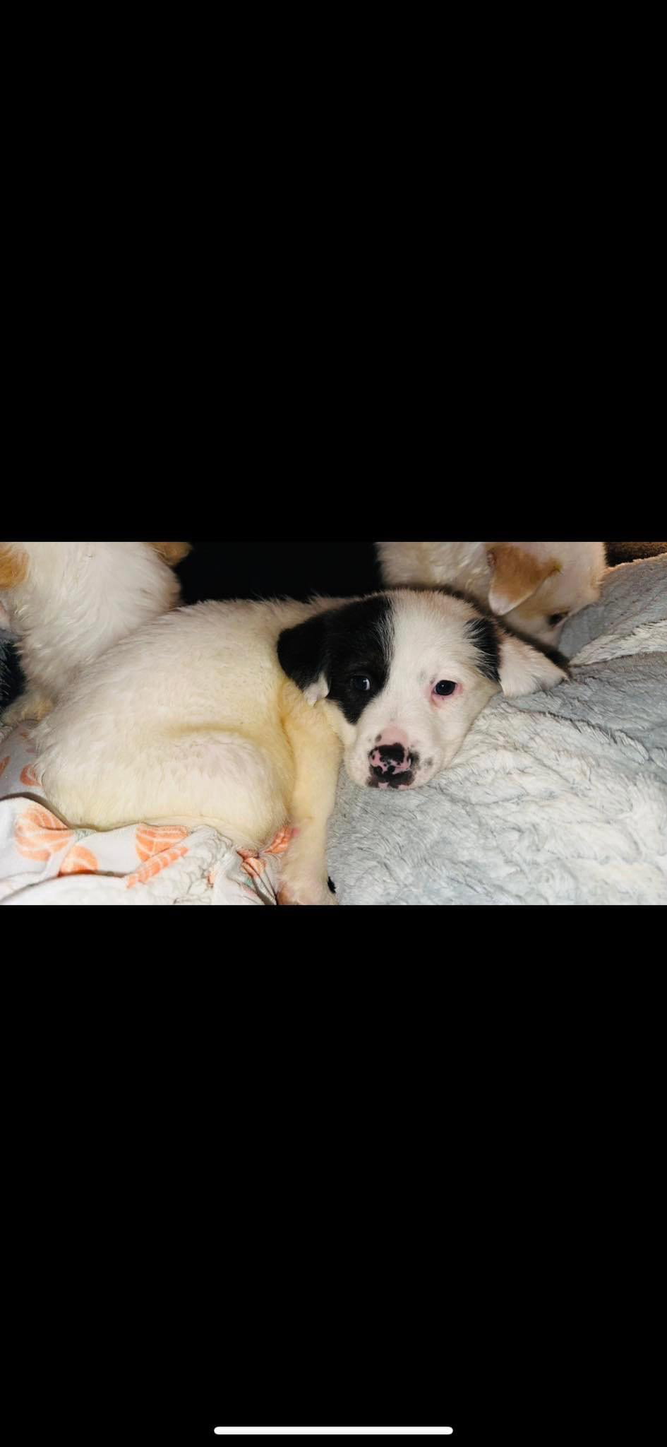 Dog for Adoption Rocker Surf, a Great Pyrenees in Amagansett, NY