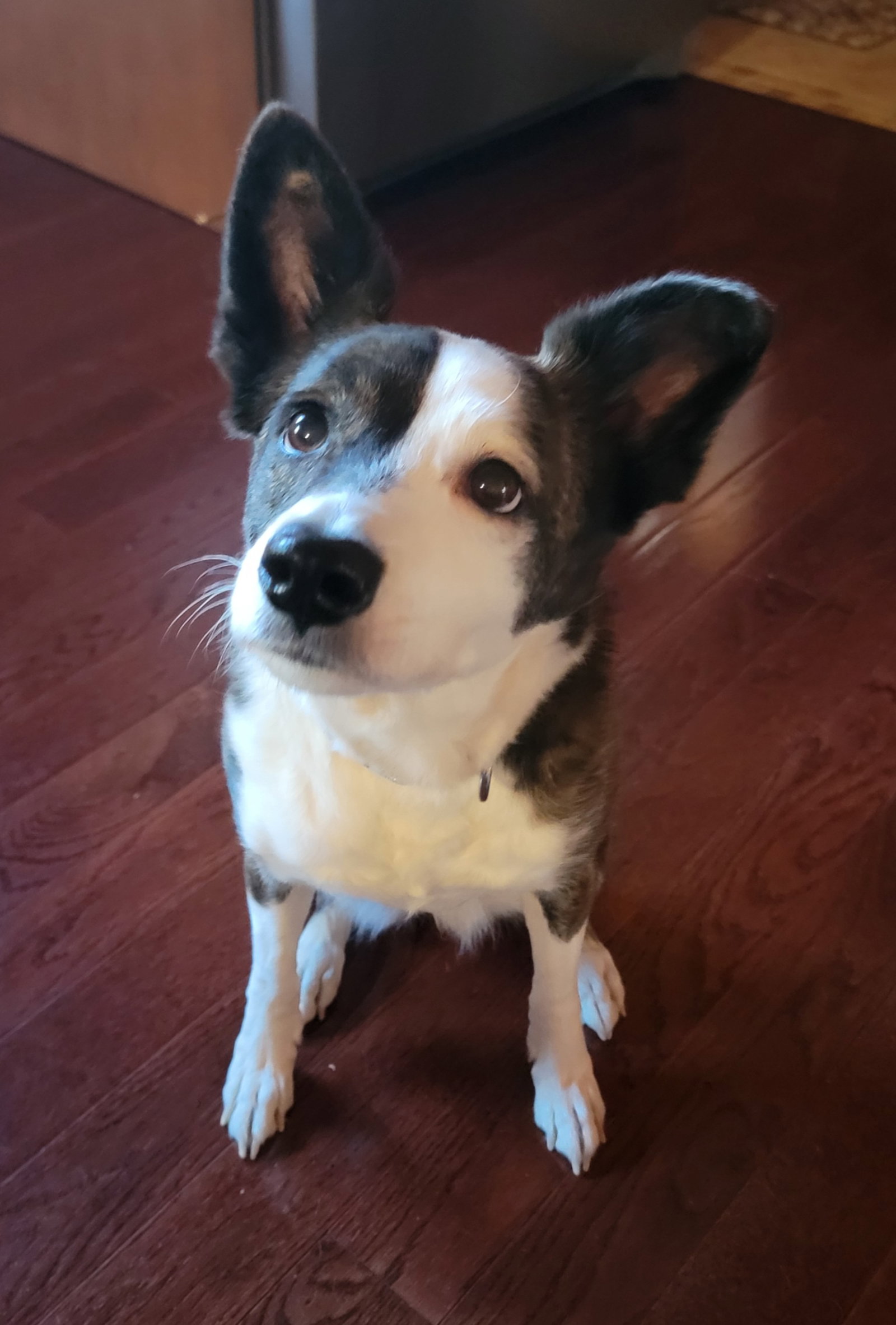 Dog for Adoption Pecan Delight *LOCAL*, a Terrier in West Tisbury, MA