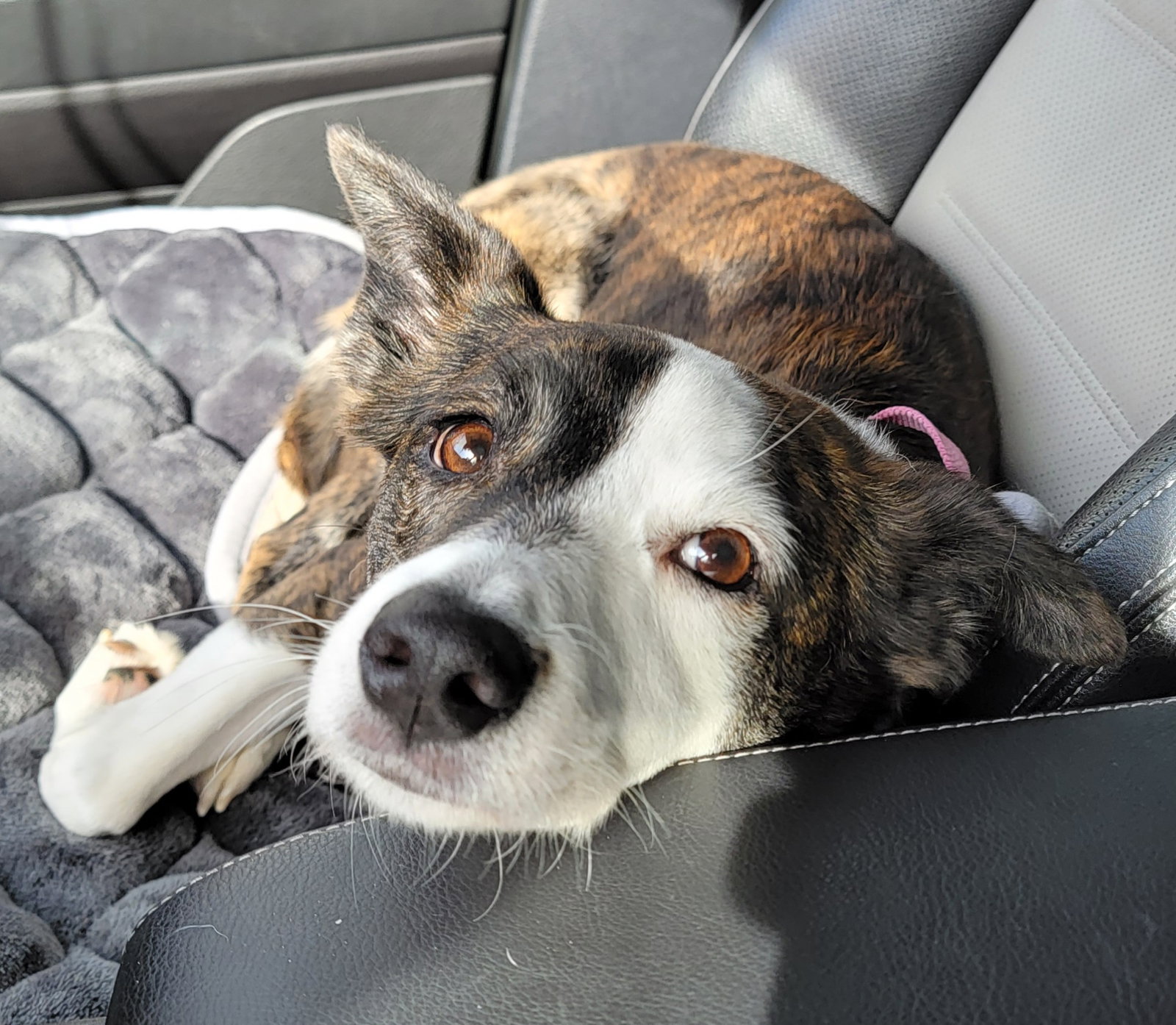 Dog for Adoption Pecan Delight *LOCAL*, a Terrier in East Hampton, NY