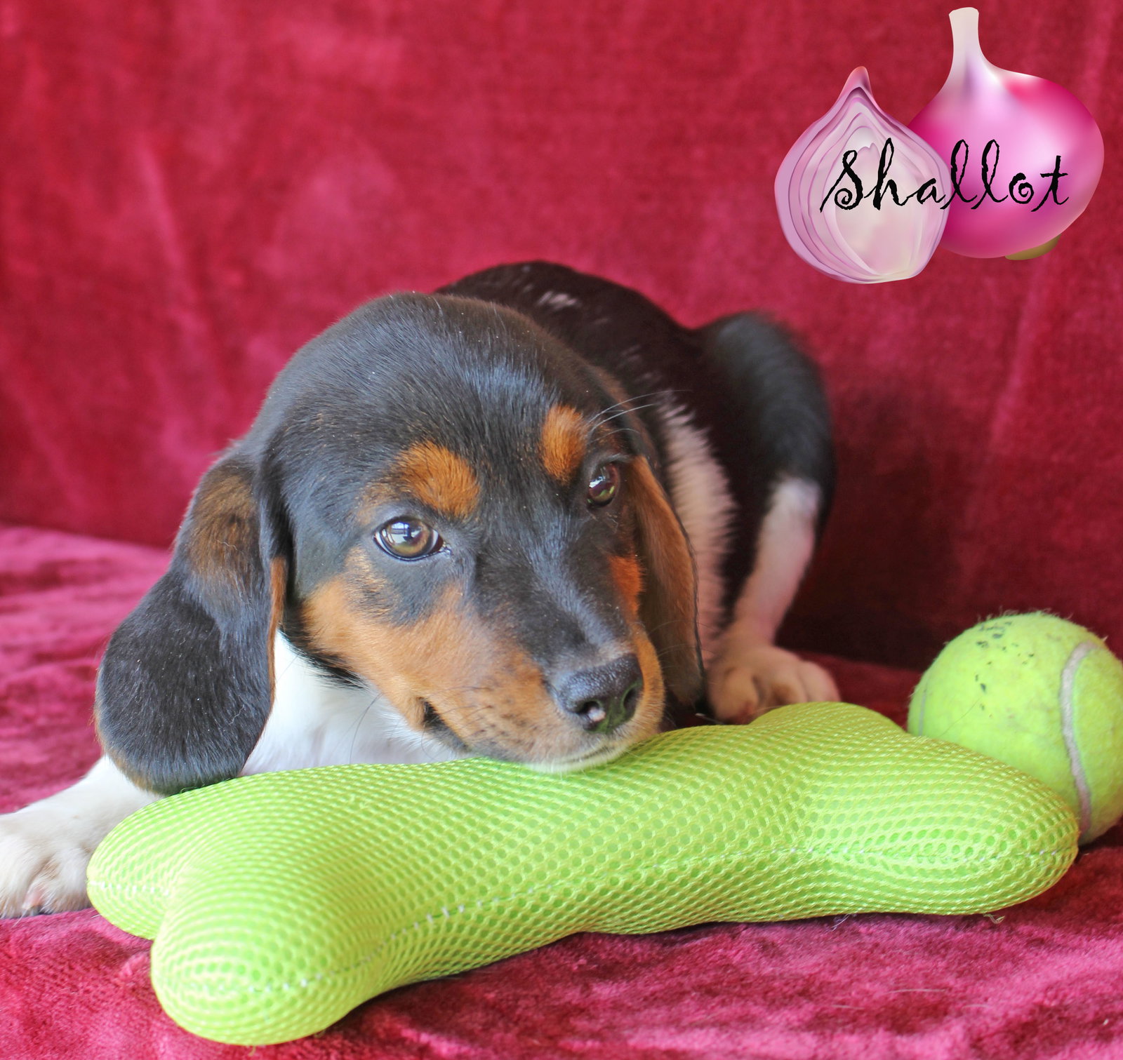 Dog for Adoption Shallot Vegetable *LOCAL*, a Beagle in West Tisbury