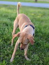 Duke of Lessie Moore *LOCAL*