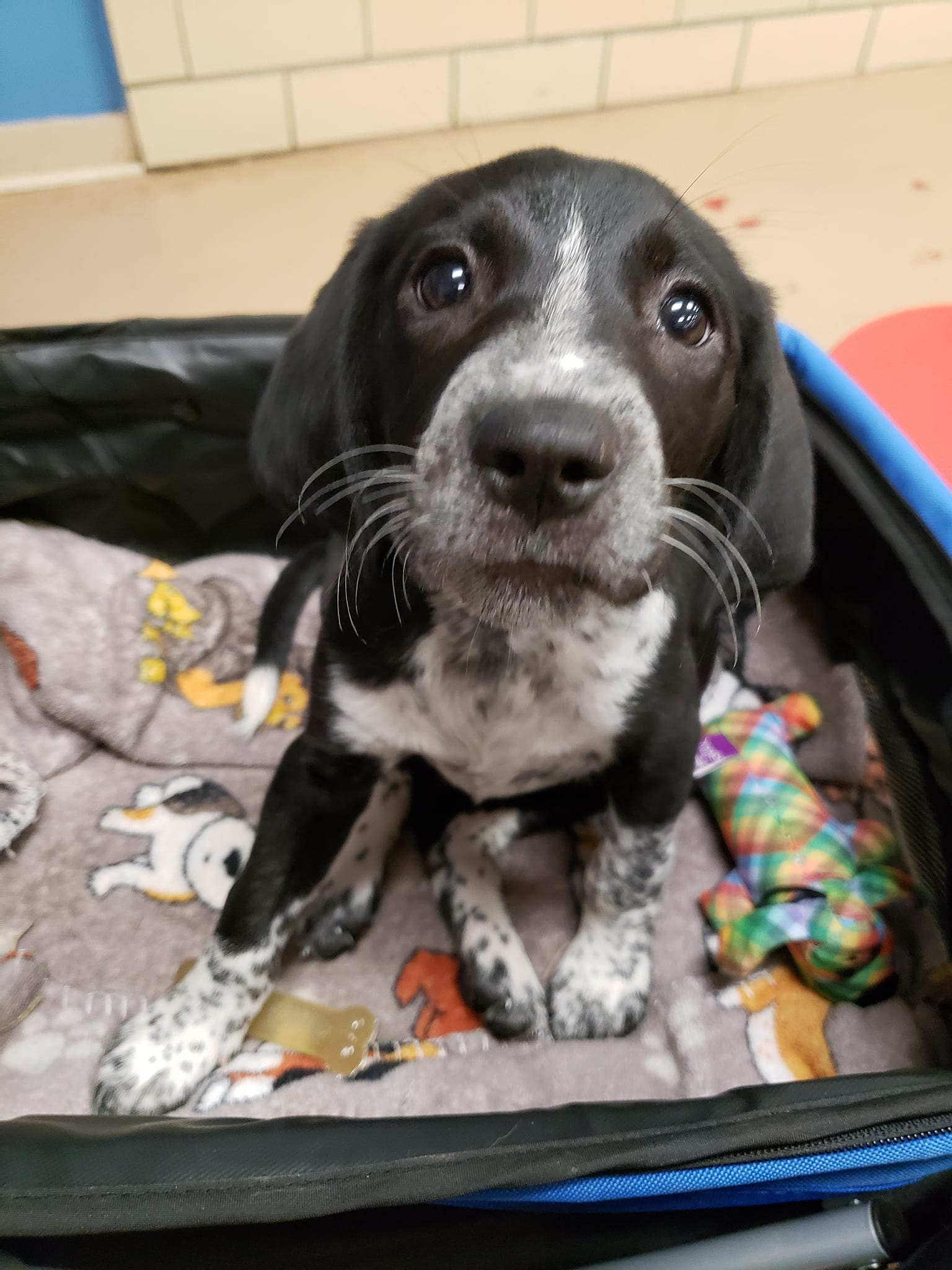 dog-for-adoption-little-bo-beep-rhyme-a-hound-in-willimantic-ct-alpha-paw