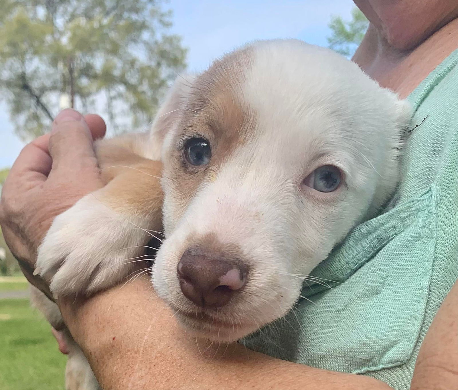 Dog for Adoption - Cuddles ABC - DEAF, a Australian Shepherd in ...