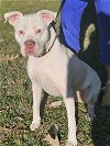 adoptable Dog in , RI named Ghost