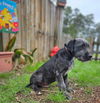 Smokey Joe *LOCAL*