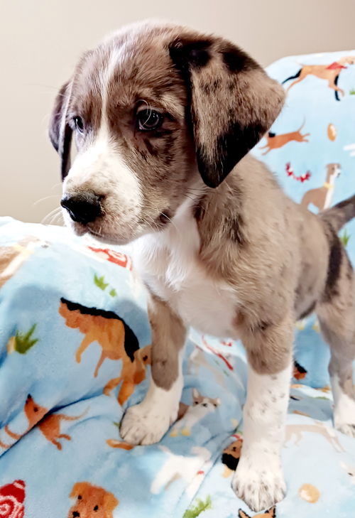 Georgia Houla