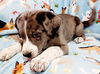 Georgia Houla