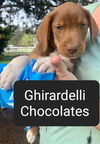 Ghirardelli ChocolateCandy *LOCAL*