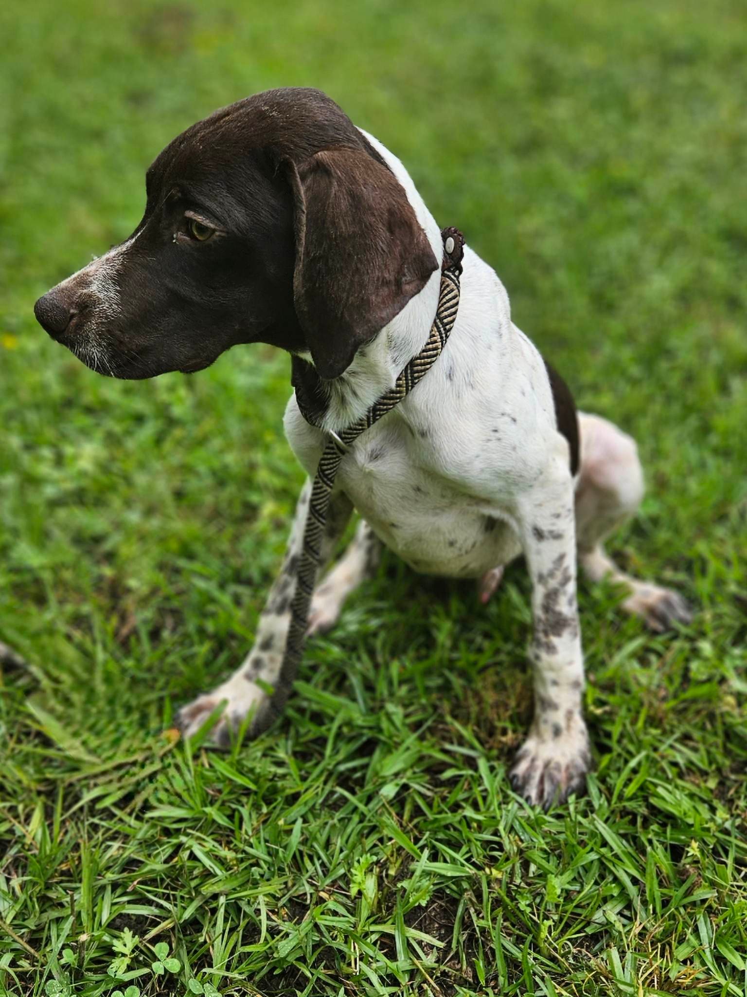 dog-for-adoption-spot-german-a-german-shorthaired-pointer-in