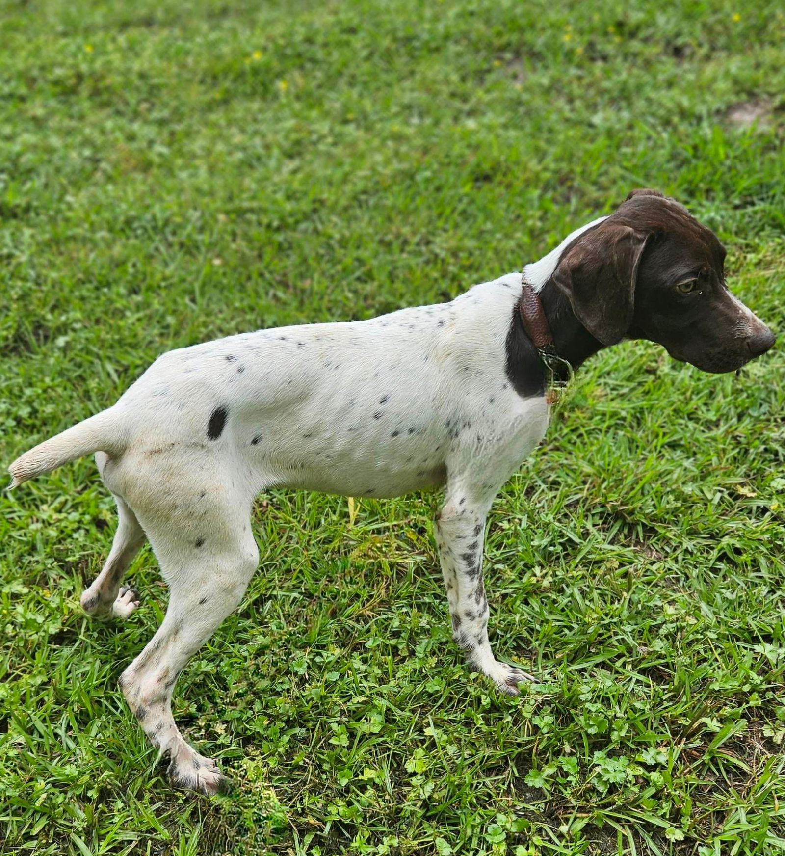 dog-for-adoption-spot-german-a-german-shorthaired-pointer-in