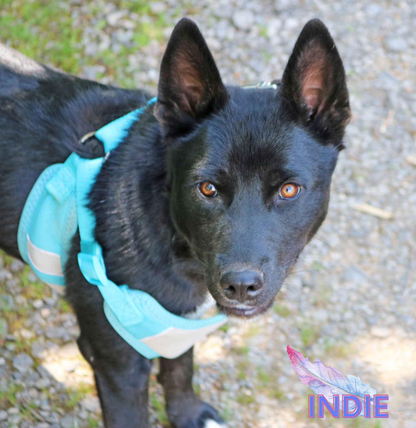 Dog for Adoption - Indie, a German Shepherd Dog in Mattapoisett Center ...