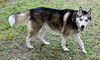 Banjo *LOCAL* MEET ME!