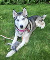 Banjo *LOCAL* MEET ME!