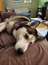 Banjo *LOCAL* MEET ME!