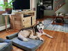 Banjo *LOCAL* MEET ME!