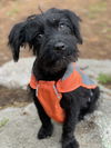 Caboodle Oodles *LOCAL* MEET ME!