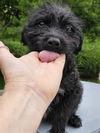 Zoodle Oodles - MEET ME!