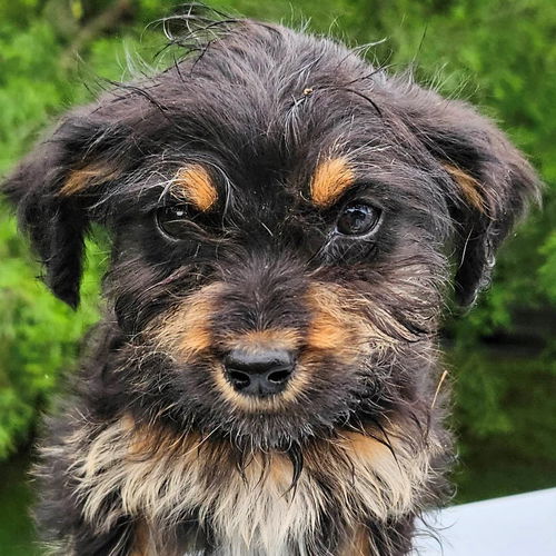 Oodle Oodles - MEET ME!
