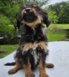 Oodle Oodles - MEET ME!
