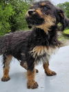 Oodle Oodles - MEET ME!
