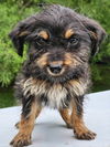 Oodle Oodles - MEET ME!